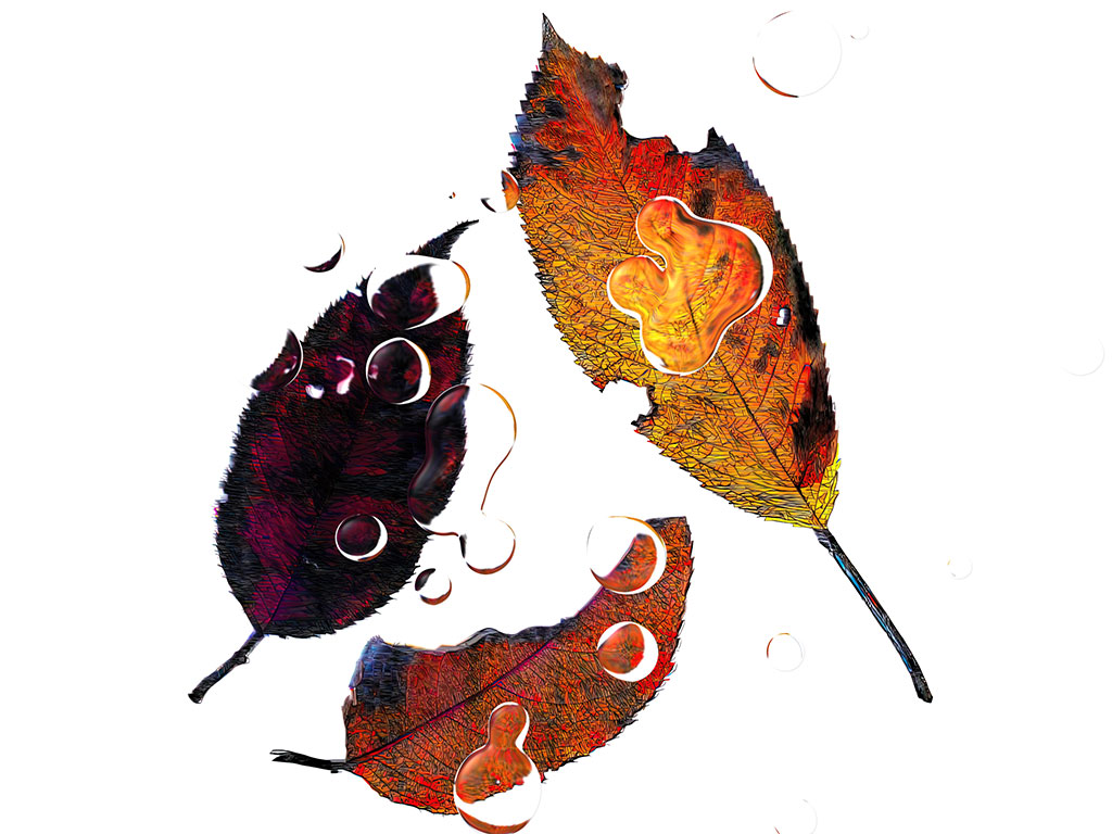 3rd, 4th Leaves (2021)