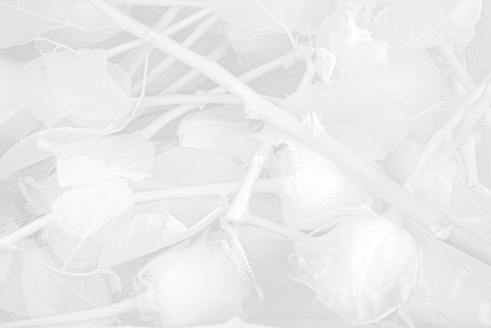Frozen Roses (2023)